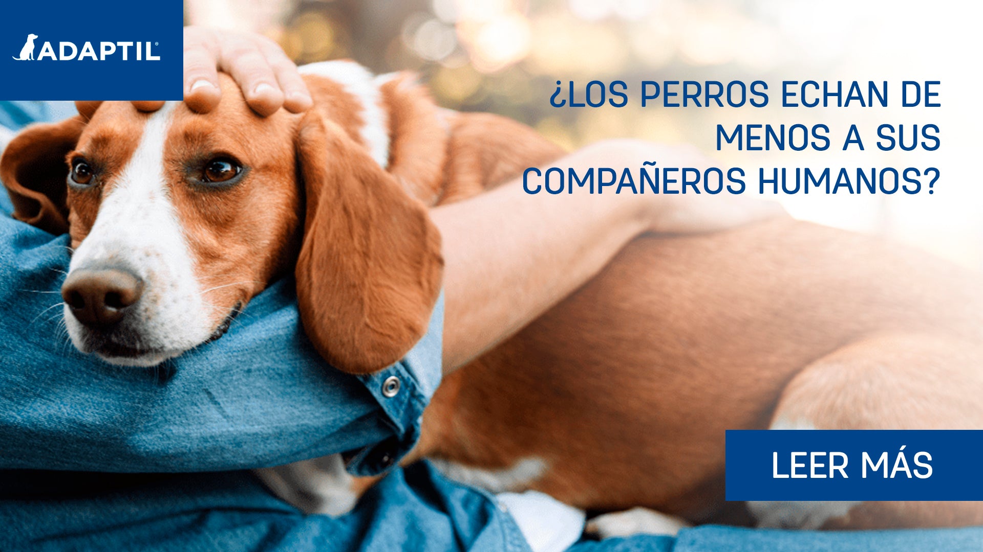 Los perros echan de menos a sus compañeros humanos?