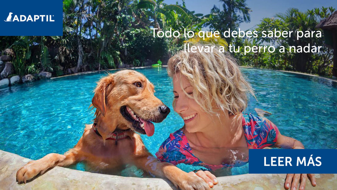 Mujer y perro jugando juntos en la piscina al aire libre