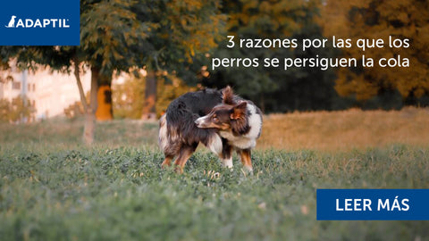 Perro Border Collie alcanzando su cola en un campo