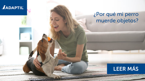 ¿Por qué mi perro muerde objetos?