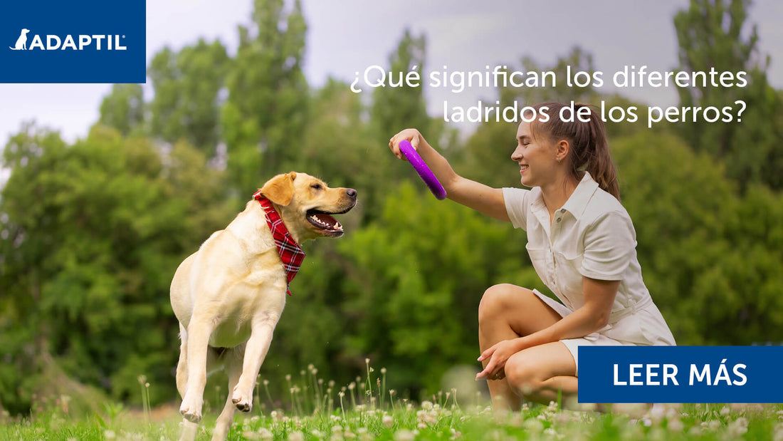 Niña jugando en un campo con su labrador.