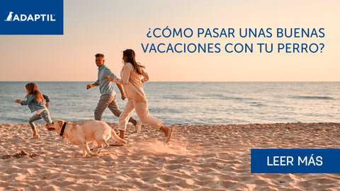 familia corriendo en la arena de la playa con su perro