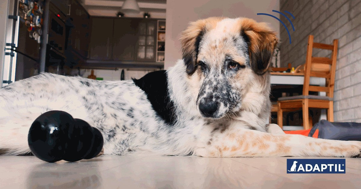 Cómo minimizar los ladridos de tu perro durante una reunión