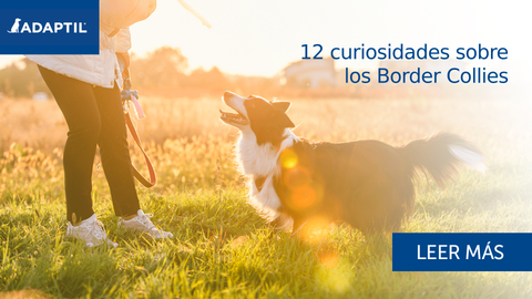 12 curiosidades sobre los Border Collies