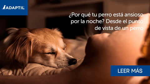 ¿Por qué mi perro está nervioso por la noche? El punto de vista de un perro