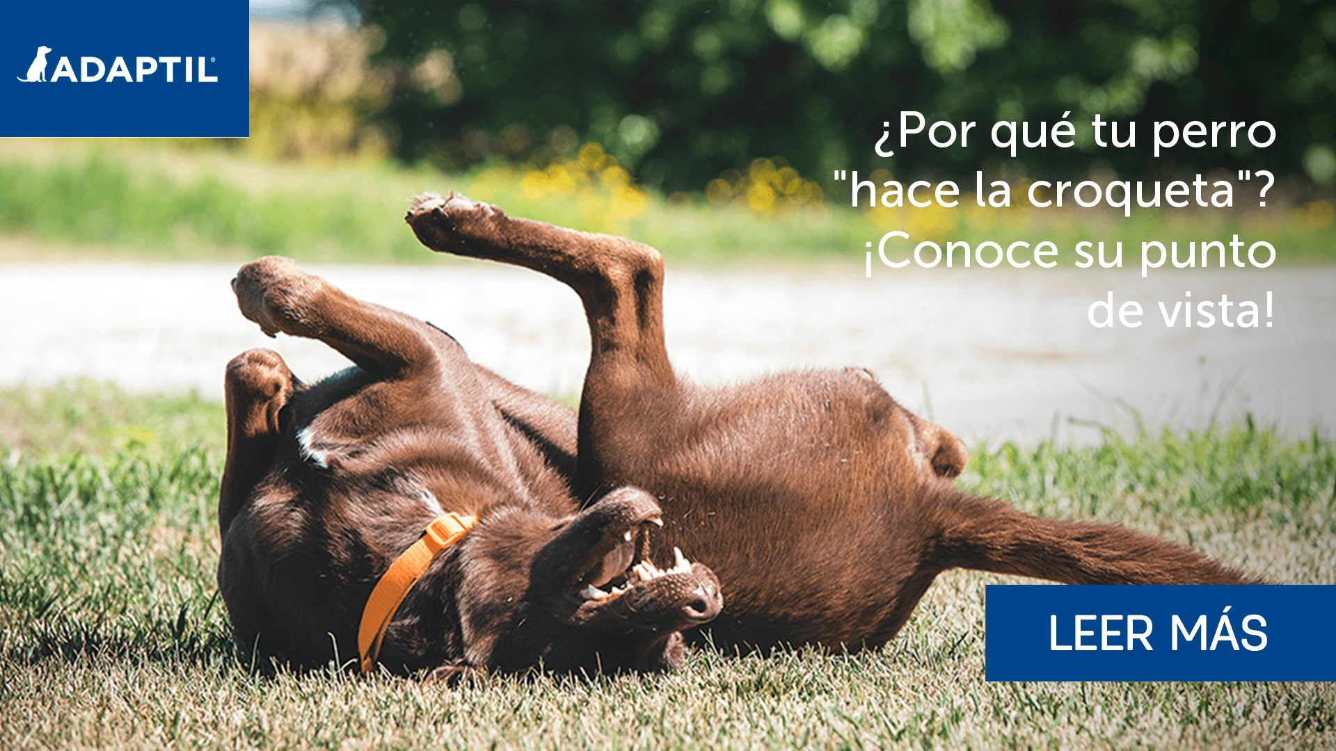 ¿Por qué a los perros les encanta hacer la "croqueta"? Desde el punto de vista de un perro