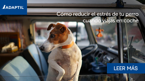 Cómo reducir el estrés de tu perro al viajar en coche