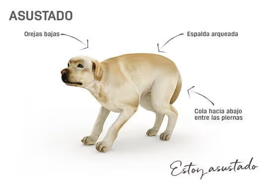 que significa como un perro